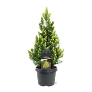 Picea glauca 'Rainbows End' 3L -
