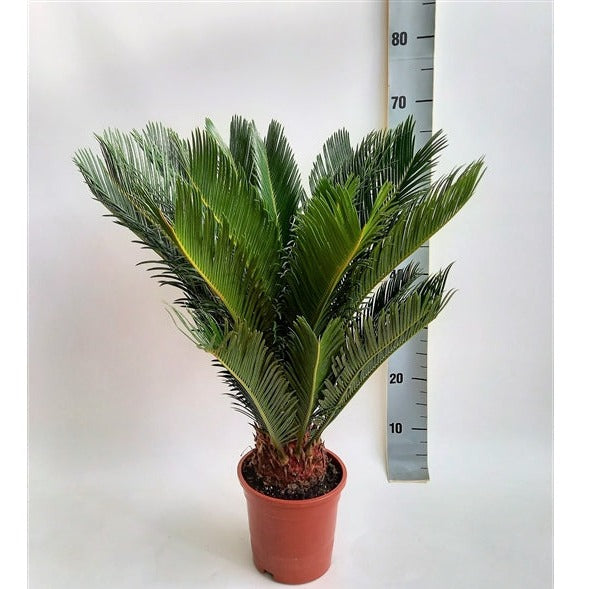 Cycas revoluta | Sago Palm (2 Sizes) -