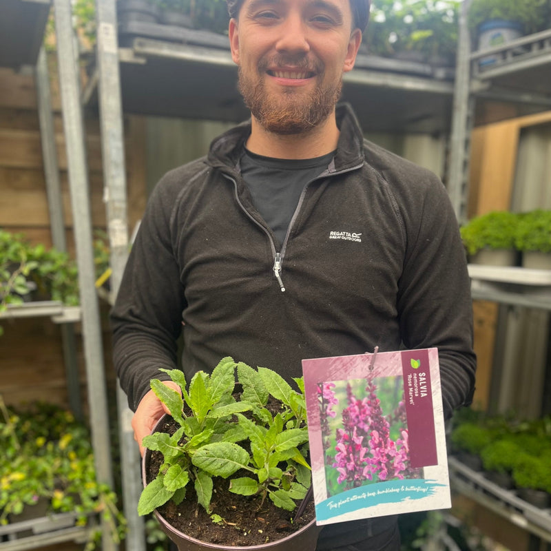 Salvia nemorosa 'Rose Marvel' 9cm/3L -