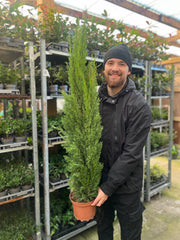 Cupressus sempervivrens Totem (Italian Cypress) 50-60cm, 140-150cm -