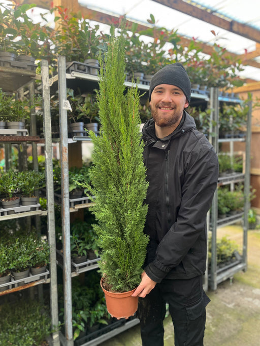 Cupressus sempervivrens Totem (Italian Cypress) 50-60cm, 140-150cm -