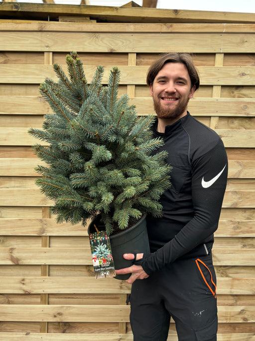 Potted Real Christmas Tree | Picea pungens Super Blue | 70-80cm -