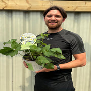 Anemone hupehensis 'Andrea Atkinson' 9cm/ 3L -