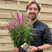 Veronica spicata 'Inspire' Rose 3L -