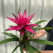 Guzmania amaretto - Pink -