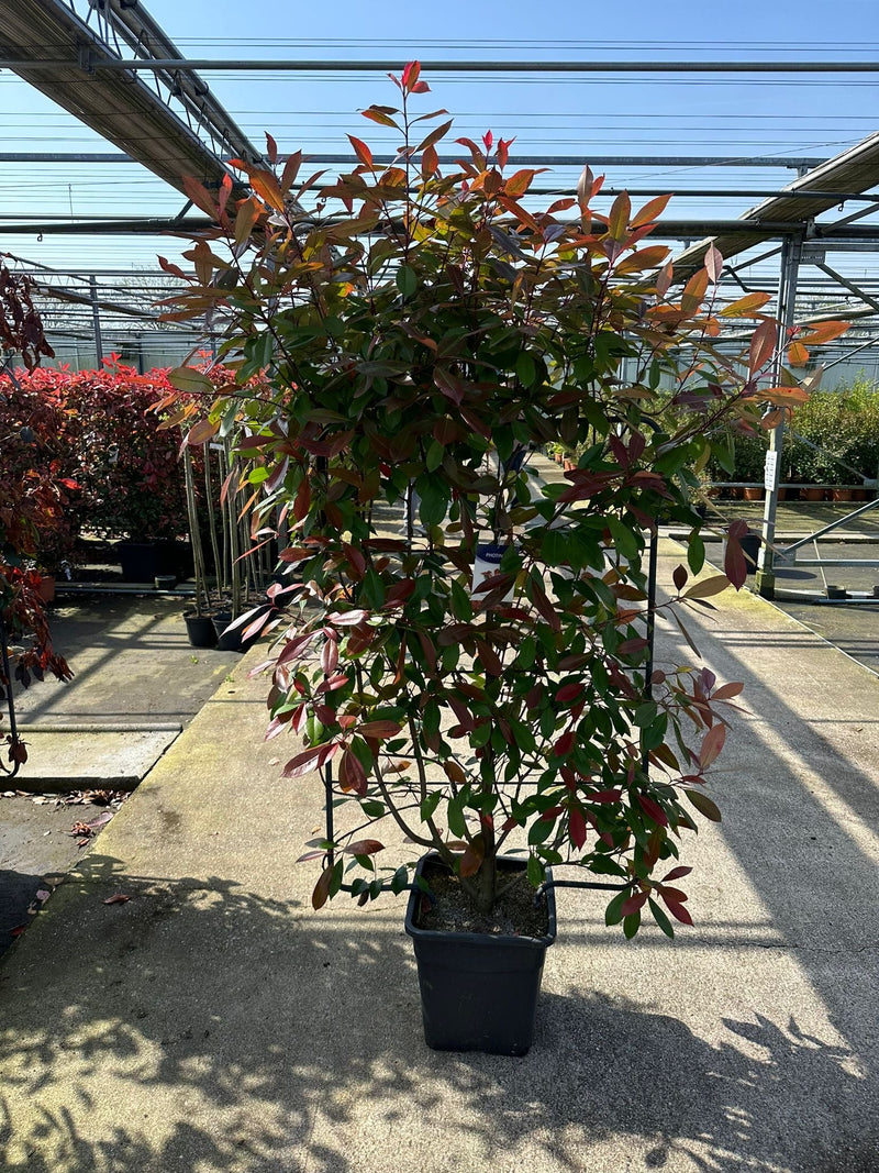 Photinia 'Red Robin' on frame 5ft / 6ft (Metal Frame) - Home & Garden
