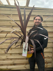Cordyline 'Superstar' 5L 80-90cm -