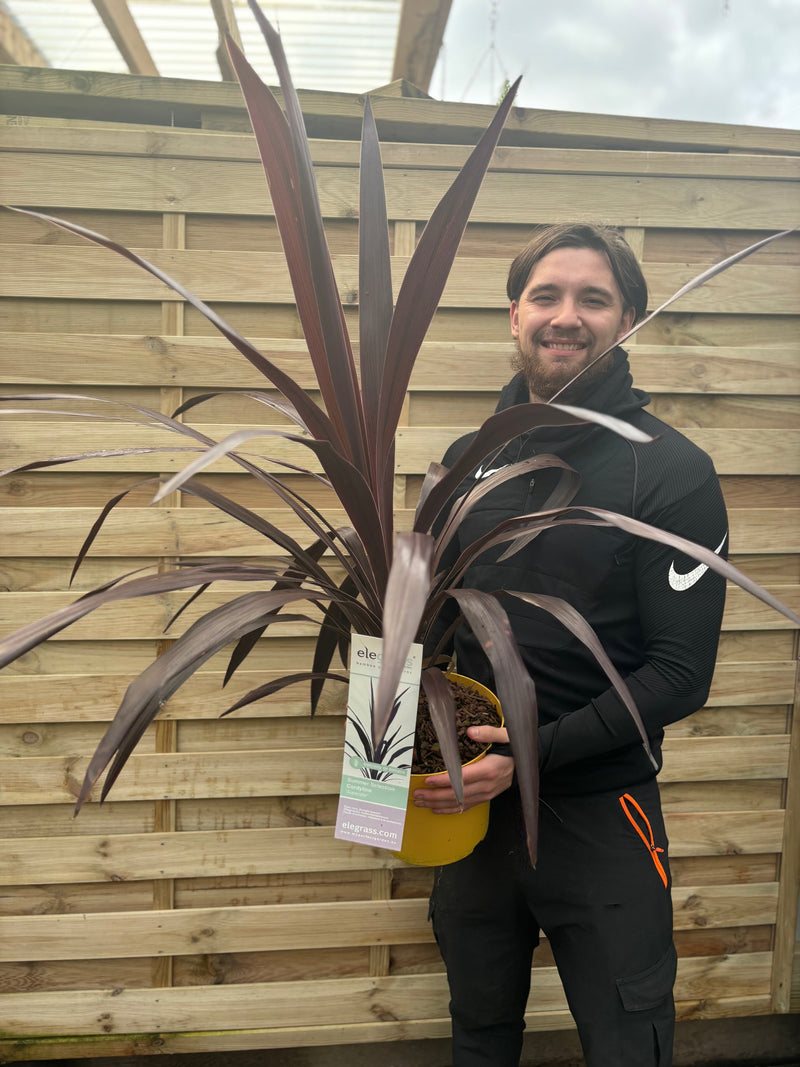 Cordyline 'Superstar' 5L 80-90cm -