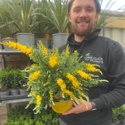 Cytisus 'Racemosus' 1.5L / 2L -