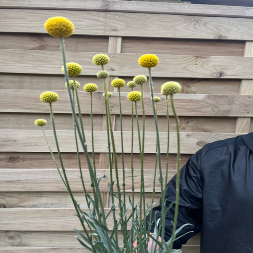 Craspedia globosa 'Golf Beauty' 2L - Home & Garden