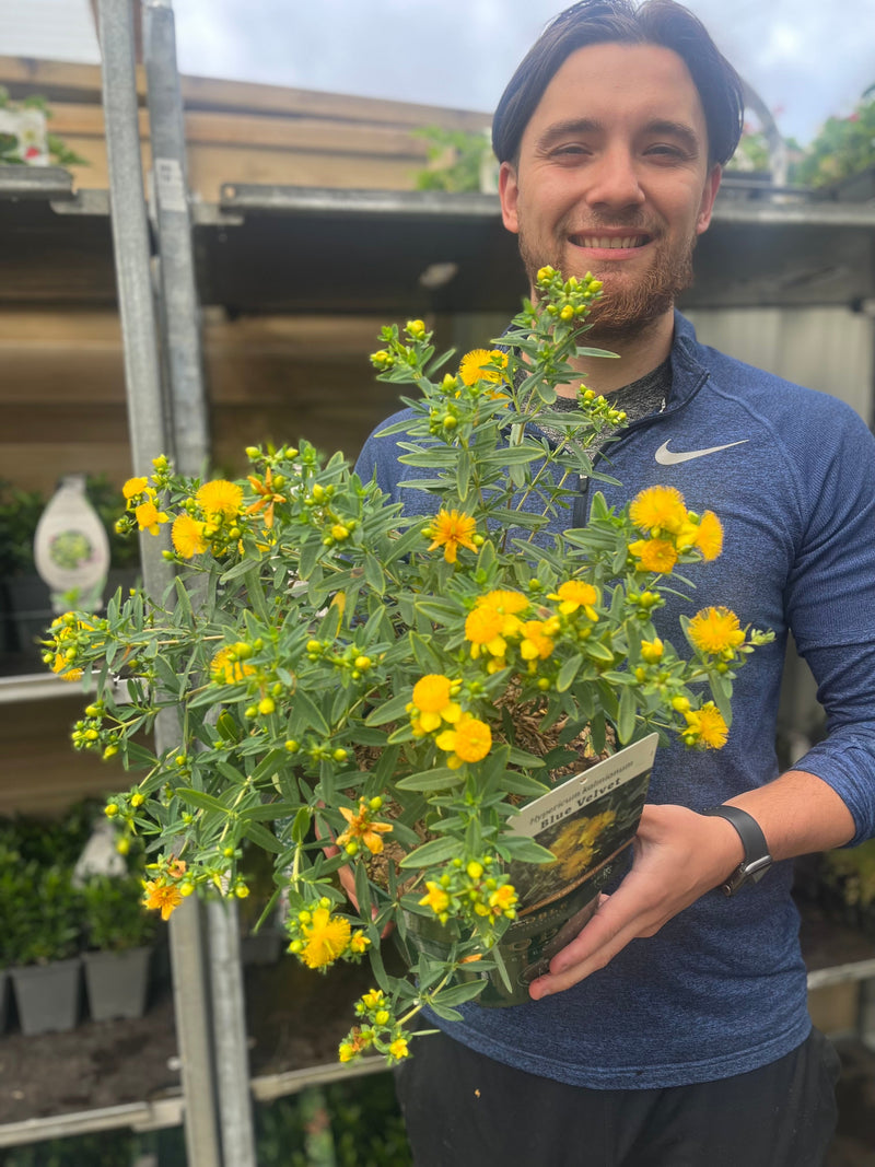 Hypericum kalmianum 'Blue Velvet' 3.5L -