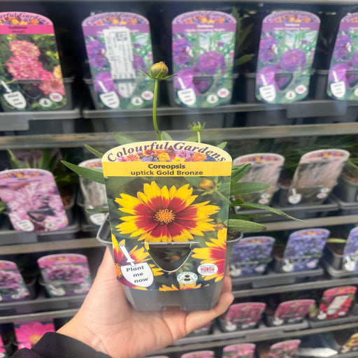 Coreopsis 'Uptick Gold and Bronze' 9cm/2L -