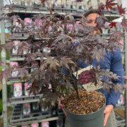 Acer palmatum 'Bloodgood' 3L / 10L / 70L / 90L -