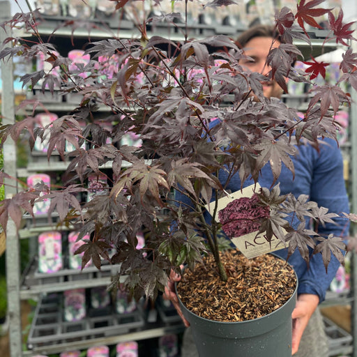 Acer palmatum 'Bloodgood' 3L / 10L / 70L / 90L -