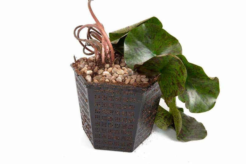 Charlene Strawn water lily - pond plants - LW04