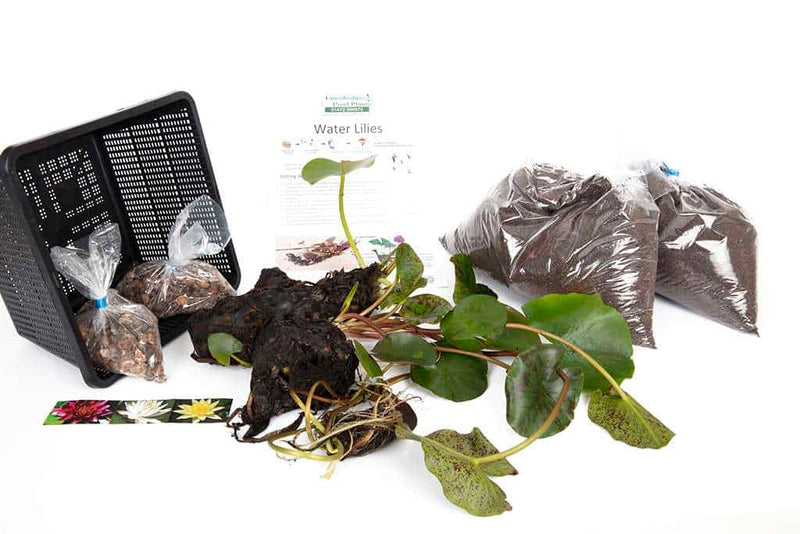 Xue Fei water lily - pond plants - DW11