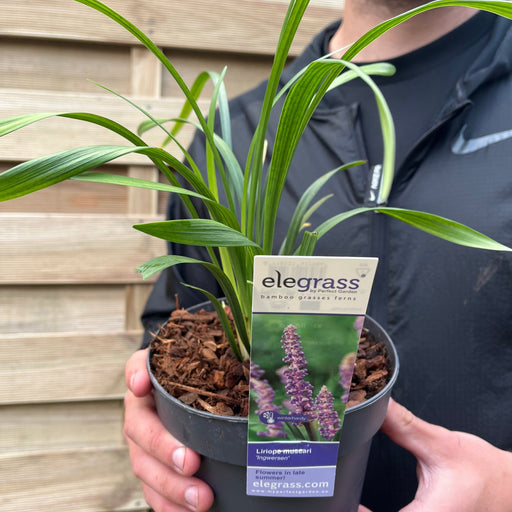 Liriope muscari ingwersen 1.4L -