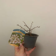 Prunus Ornamental Flowering Cherry Blossom Shrub - Incisa 'KOJOU-NO-MAI' 9cm / 2L / 4L