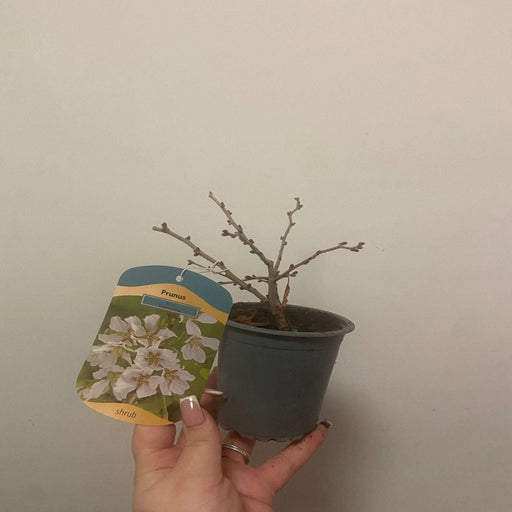 Prunus Ornamental Flowering Cherry Blossom Shrub - Incisa 'KOJOU-NO-MAI' 9cm / 2L / 4L