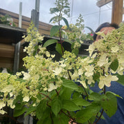 Hydrangea paniculata 'Pinky Winky' 3L / 10L -