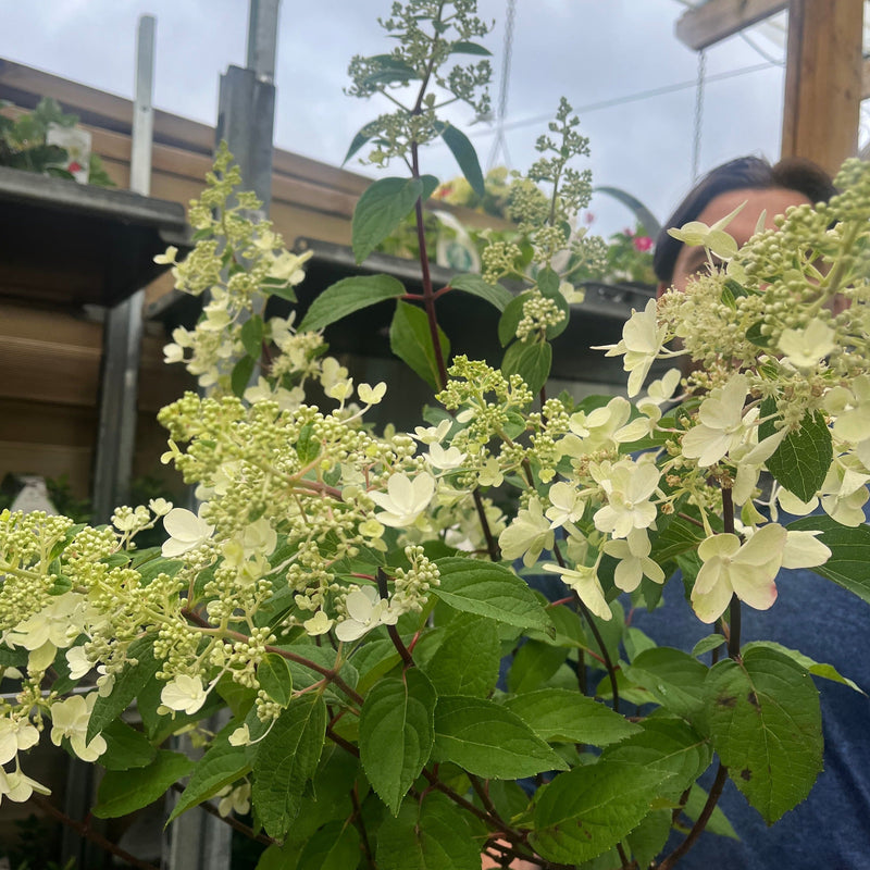 Hydrangea paniculata 'Pinky Winky' 3L / 10L -