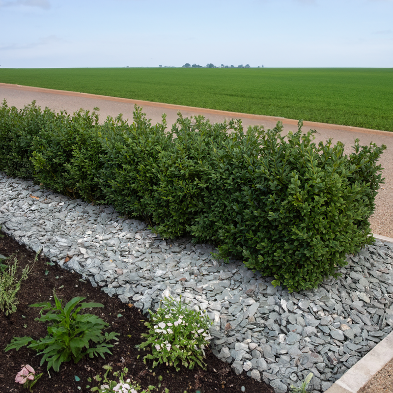 40mm Green Slate Chippings - Home & Garden > Lawn & Garden > Gardening Chippings