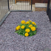 40mm Plum Slate Chippings - Home & Garden > Lawn & Garden > Gardening Chippings