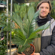 Cycas revoluta | Sago Palm (2 Sizes) -