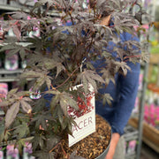 Acer palmatum 'Atropurpureum' 10.5cm-130L -