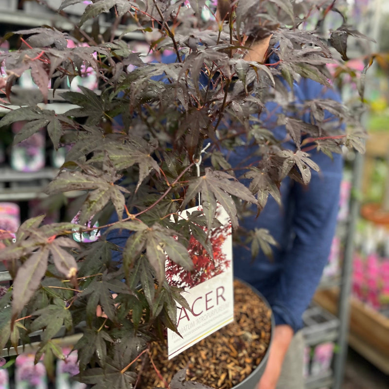 Acer palmatum 'Atropurpureum' 10.5cm-130L -