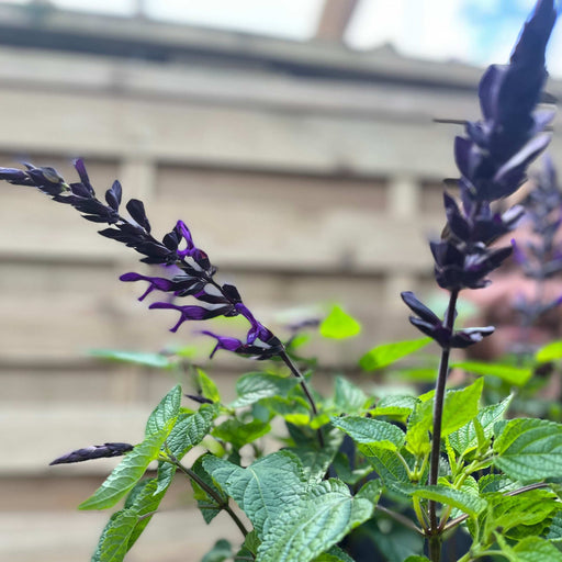 Salvia guaranitica 'Black and Bloom' 9cm Pot/3L -