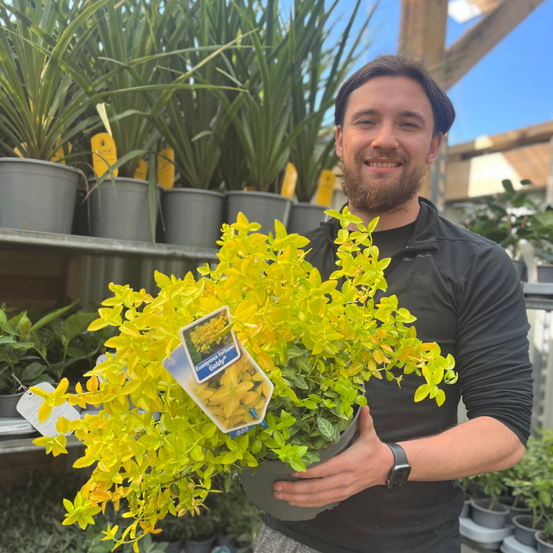Euonymus fortunei 'Goldy' 5L -