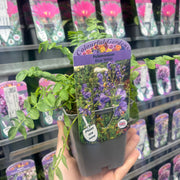 Polemonium 'Blue Whirl' (Jacob's Ladder) 9cm -