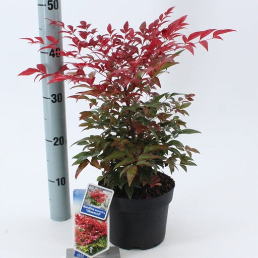Nandina domestica 'Obsessed' 9cm / 3L -