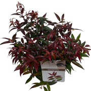 Leucothoe keiskei 'Royal Ruby' 2L -