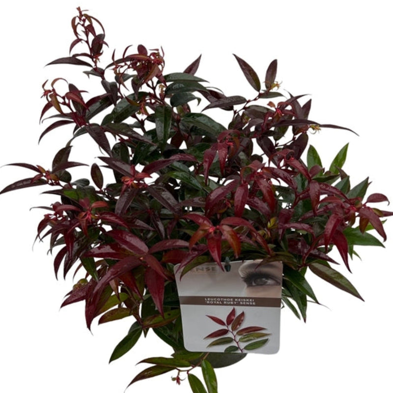 Leucothoe keiskei 'Royal Ruby' 2L -