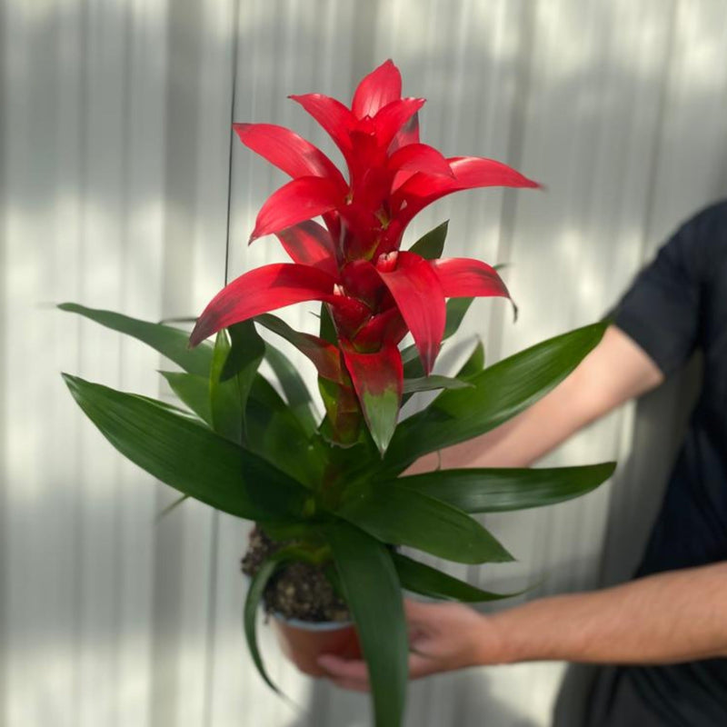 Guzmania amaretto - Red -