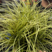 Carex brunnea 'Variegata' 3L -