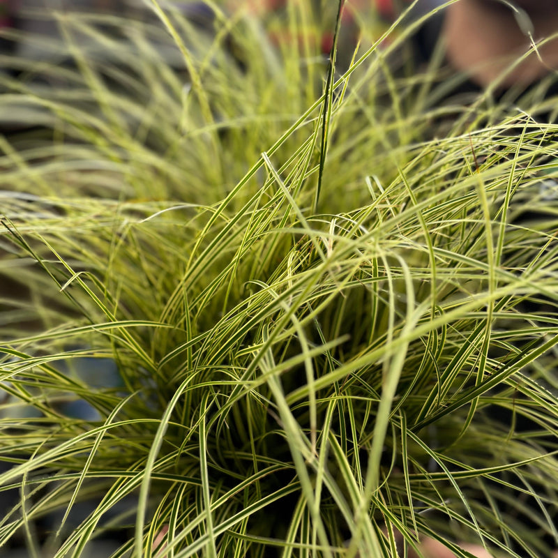 Carex brunnea 'Variegata' 3L -