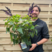 Salvia guaranitica 'Black and Bloom' 9cm Pot/3L -