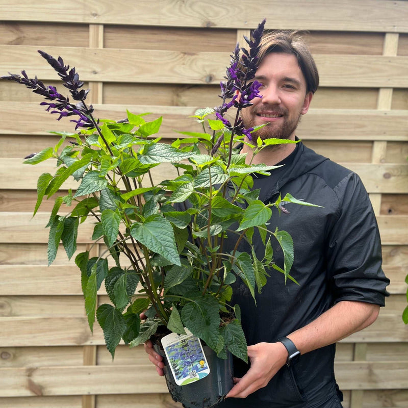 Salvia guaranitica 'Black and Bloom' 9cm Pot/3L -