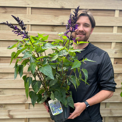 Salvia guaranitica 'Black and Bloom' 9cm Pot/3L -