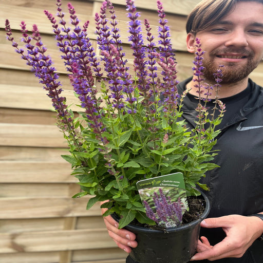 Salvia nemorasa 'Ostfriesland' Blue 9cm / 2L -