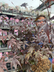 Acer palmatum 'Bloodgood' 3L / 10L / 70L / 90L -