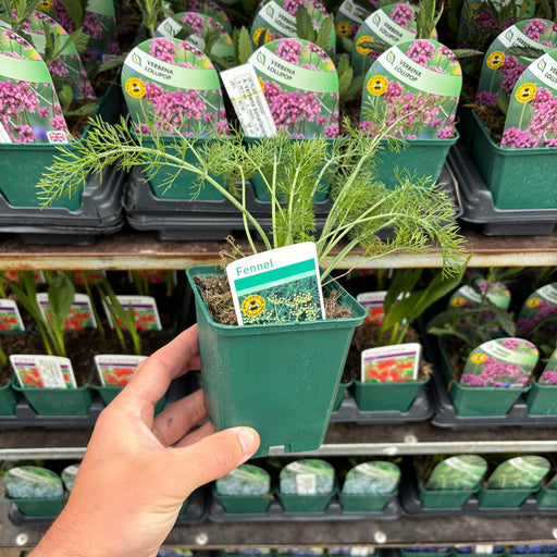 Fennell (Herb) 9cm -