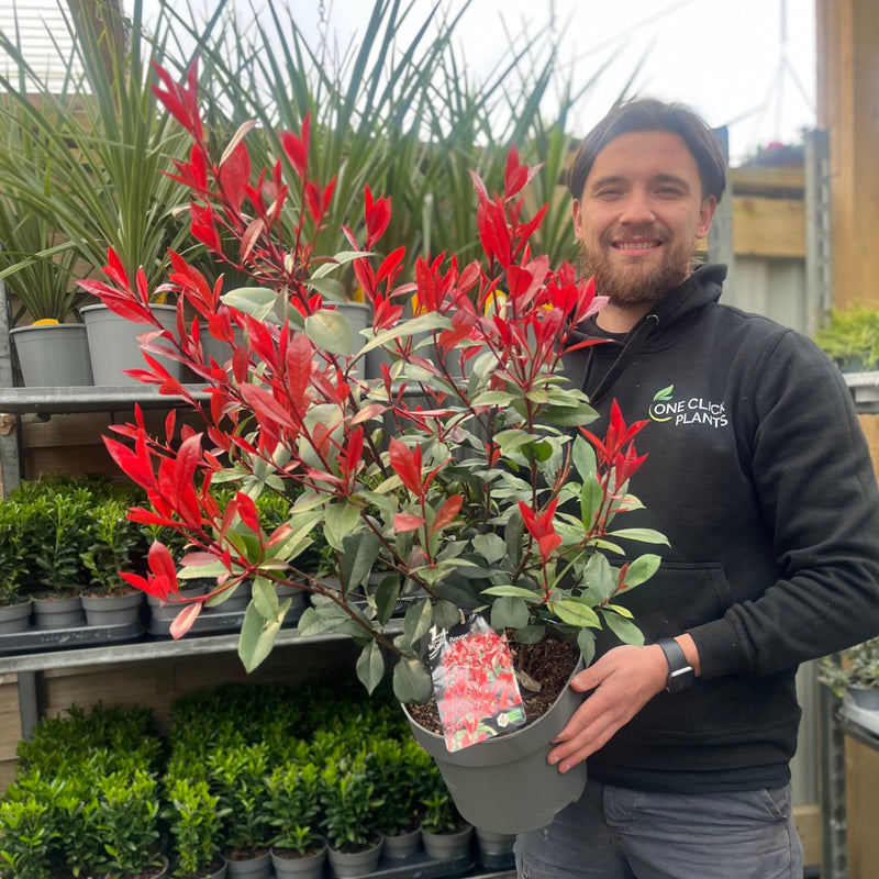 Photinia 'Carre Rouge' 80-90cm (5L) -