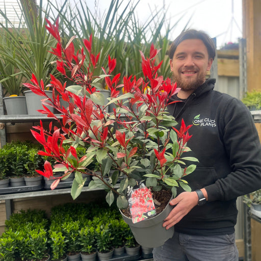 Photinia 'Carre Rouge' 80-90cm (5L) -