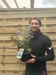 Ceanothus 'Trewithen Blue' (Californian Lilac) 3L -