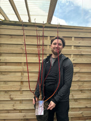 Cornus 'Sibrica' (Siberian Dogwood) 2L -