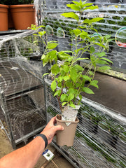 Hydrangea paniculata Phantom 1L (30-40cm inc. pot) -